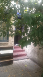 داود جهانیان